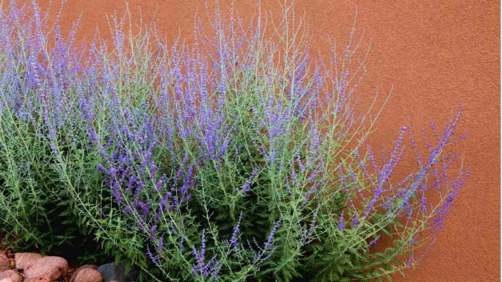 How to grow russian sage